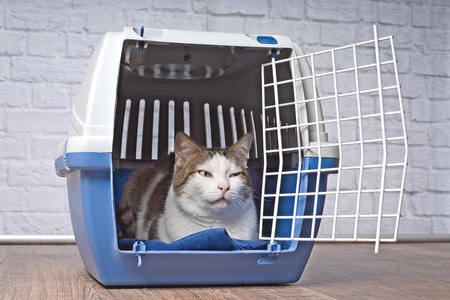 Old tabby cat sitting in an open pet carrier and looking anxiously sideways.の写真素材