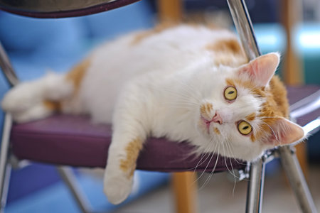 Funny cat lies on the stool and looking at camera. Horizontal image with soft focus.の写真素材