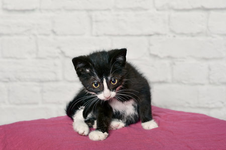 6 week old female tuxedo kitten. Horizontal image with selective focus.の写真素材