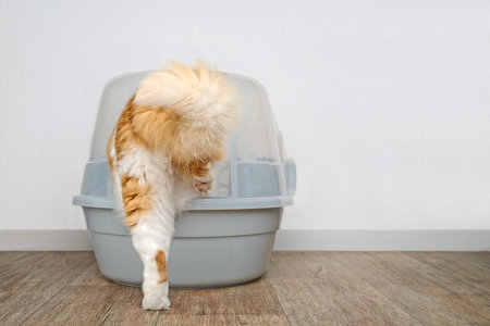 Funny longhair cat step inside a closed litter box. Horizontal image with copy space.の写真素材