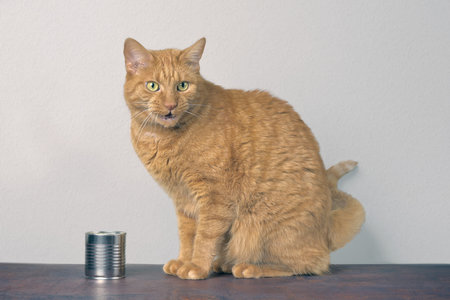 Funny ginger cat sitting next to a cat food can and waiting for food.の写真素材