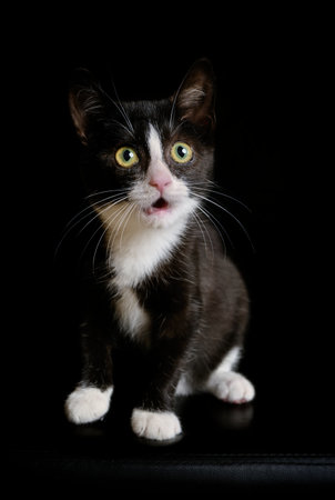 Funny tuxedo kitten on a black background looks surprised. Vertical image. with copy space.の写真素材