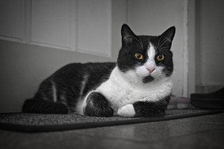 Cute tuxedo cat is waiting at the door.の写真素材
