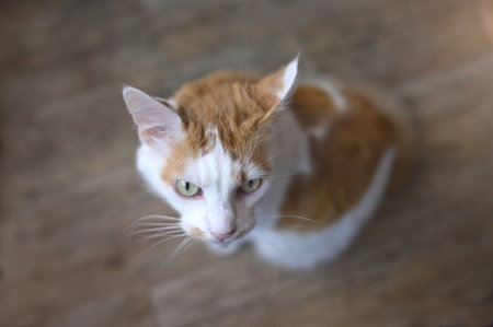 Cute tabby cat sitting on the floor and looking up. High angle view with selective focus.