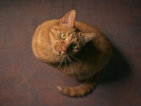 Cute red cat on the floor looks up. High angle view with selective focus.の写真素材