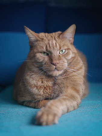 Funny ginger cat lies on the sofa and looks straight at camera. Vertical image.
