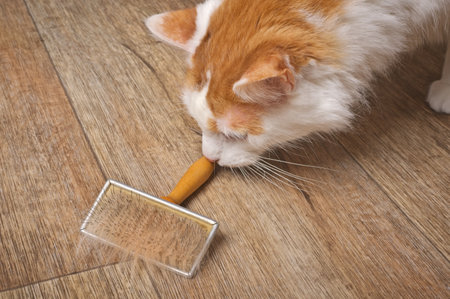 Cute longhair cat looking curious to a pet Grooming Brush with animal hair.の写真素材