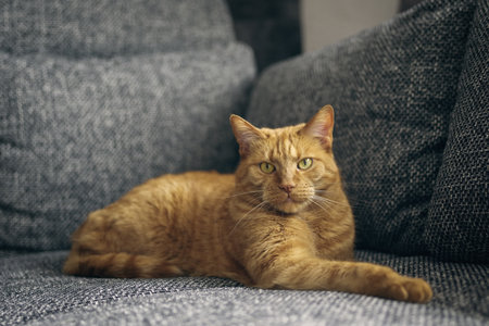 Cute ginger cat relaxing on sofa and looking at camera. Horizontal image with selective focus.