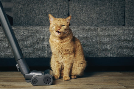 Funny ginger cat is annoyed of vacuum cleaner in the living room.の写真素材
