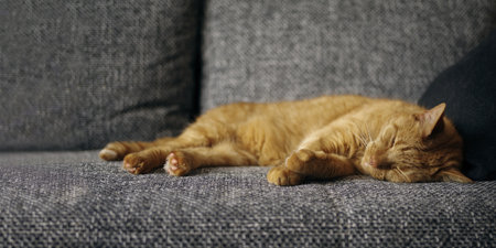 Cute ginger cat sleeping on couch in living room. Panoramic image with copy space.の写真素材
