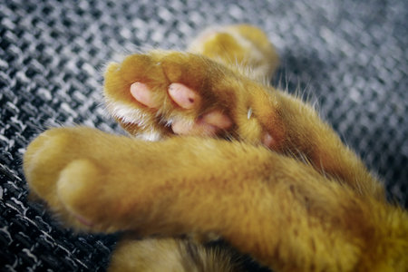 Close up of paws from a ginger cat.の写真素材