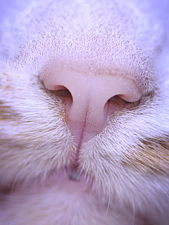 Close-up of a cat's nose and mouth. Vertical image.の写真素材