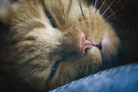Closeup of red cat sleeping in bed. Horizontal image with selective focus.の写真素材