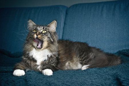 Funny maine coon cat with a wide open mouth relaxing on sofa at home.の写真素材