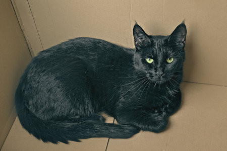 Cute black cat sitting in a cardboard box and looking curious at camera. High angle view.の写真素材