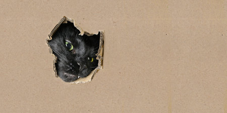 Funny black cat looking curious out of a hole in a cardboard box. Panoramic image with copy space.の写真素材