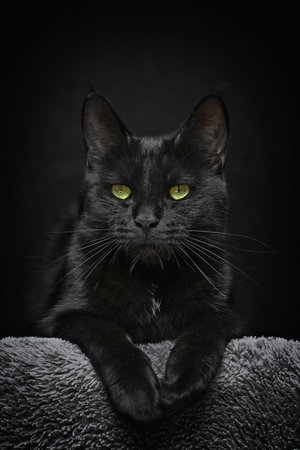 Portrait of black cat on a dark background.. Vertical image.の写真素材