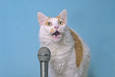 Funny cat making funny face with mouth open and singing in microphone.の写真素材