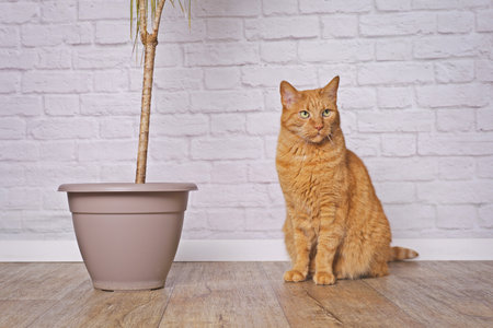 Cute orange cat sitting next to a house plant. Bad cat behavior concept.の写真素材