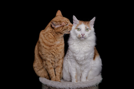 Funny Cats couple falling in love. Horizontal image isolated on black.