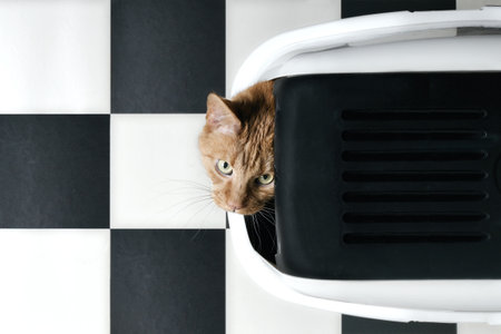 Orange cat looking curious out of a closed litter box, seen directly from above..の写真素材