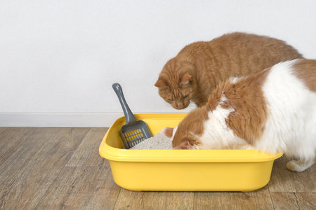 Funny ginger cat next to a tabby cat looking curious inside a litter box. Horizontal image.の写真素材