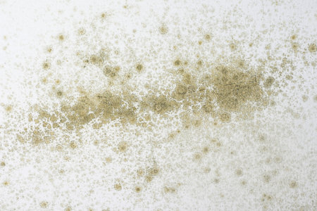 Close-up of mold on ceiling. Background texture.の写真素材