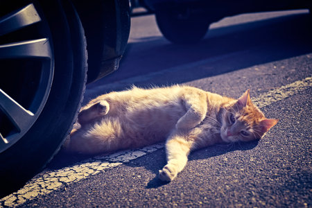 Cute red cat sunbathing on street.
