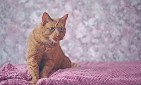 Cute orange cat relaxing on the blanket. Panoramic image with coy space.の写真素材