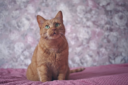 Cute ginger cat sitting on the blanket and looking curiously up.の写真素材