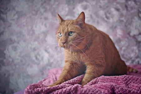 Cute ginger cat milk treading on the blanket. Horizontal image with soft focus.の写真素材