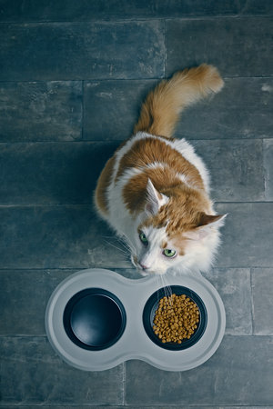 Overhead view of a tabby cat eating dry pet food from the black food bowl.の写真素材