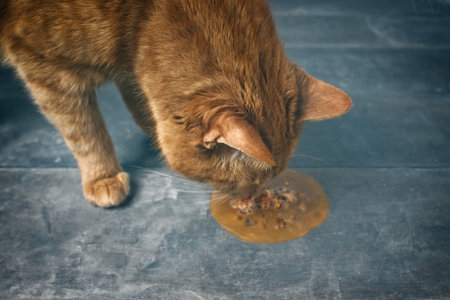 Close-up of ginger cat looking at substance on the floor. Horizontal image with selective focus.の写真素材