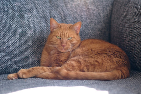 Portrait of an adorable ginger kitten relaxing on sofa.の写真素材
