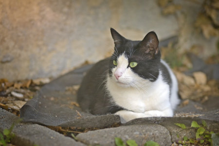 Cute tuxedo cat ssunbathing at back yard and looking curious away.の写真素材