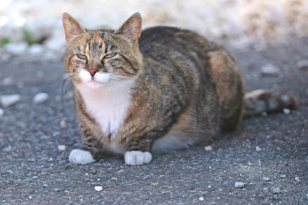 Cute stray cat sunbathing at the backyard.の写真素材