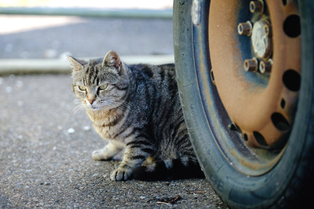 Young stray cat hiding in the junkyard. Horizontal image with selective focus.の写真素材