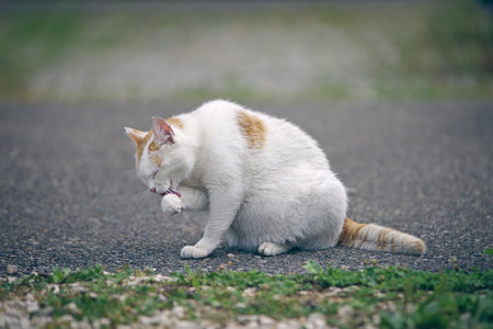 Cute stray cat cleaning itself. Horizontal image with blurred background.の写真素材