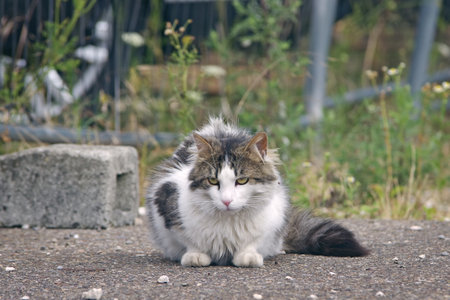 Portrait of a stray cat sitting at the backyard.の写真素材