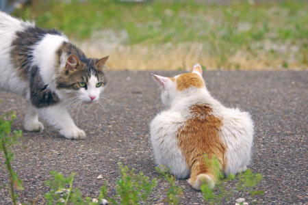Two stray cats on the ground. Horizontal image with selective focus.