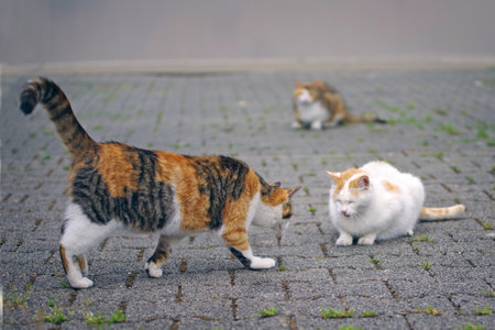 Playfully abandoned street cats on the street.