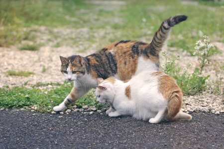 Two cats outdoors.