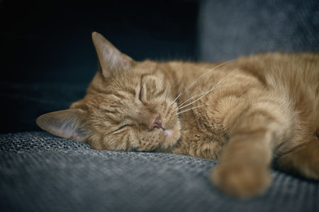 Close up portrait of an adorable orange cat sleeping on sofa.の写真素材