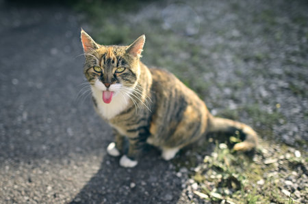 Funny tabby cat sitting outdoors and sticking out tongue. High angle view with selective focus.の写真素材