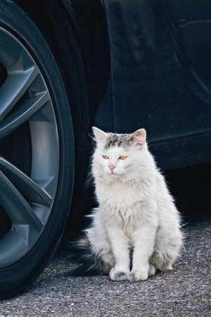 Old stray cat hiding between parked cars.