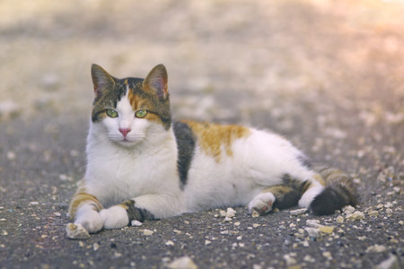 Young tabby cat sitting outdoors and looking away. Horizontal image with soft focus.の写真素材