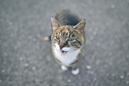 High angle portrait of cat sitting on street and grimacing.