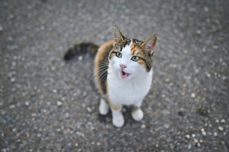 High angle portrait of cat sitting on street and meows to the camera.の写真素材