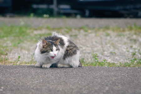 scared longhair cat sitting and meowing outside. Horizontal image with cozy space.の写真素材