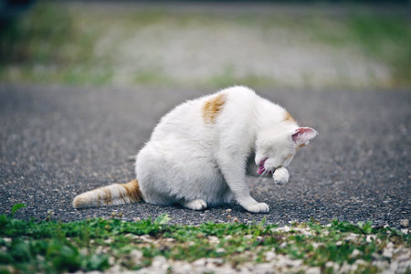 Cute cat sitting on the street and cleaning itself. Horizontal image with blurred background.の写真素材